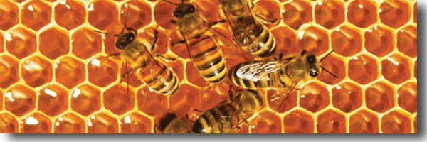 Μέλισσα σε κηρήθρα