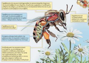 Φάρμακα και θεραπείες για το μελίσσι bee, farmaka