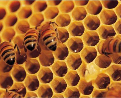 Μελισσοκομικές τροφές και εφόδια κηρήθρες